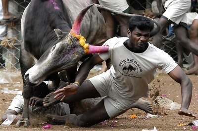 Is Jallikattu a Cultural Right? SC Refers Matter to Constitution Bench