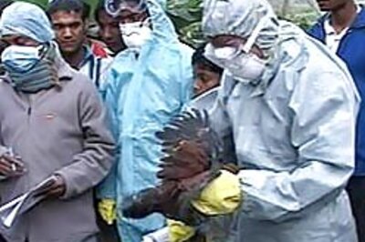 Bird flu hits Darjeeling, culling begins