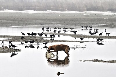 Floating bodies, funeral on banks main causes of Ganga pollution: ITBP