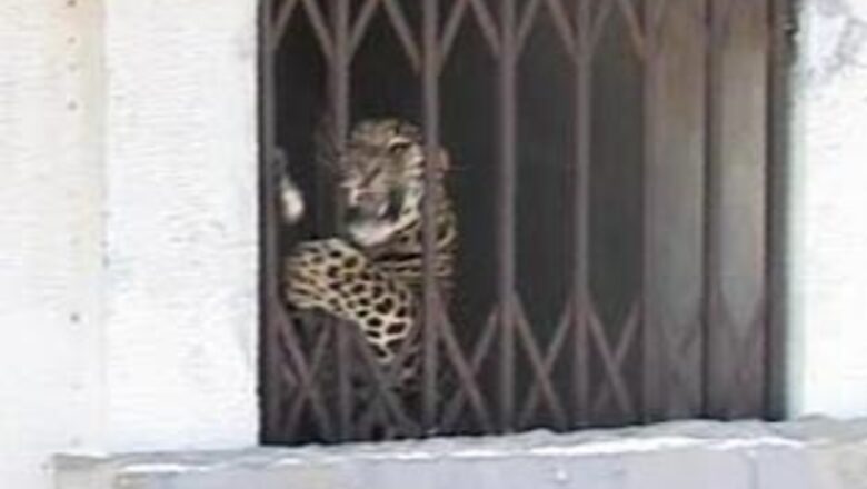 Leopard wanders into a building in Nashik