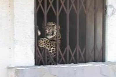 Leopard wanders into a building in Nashik