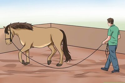 How to Treat Hoof Thrush