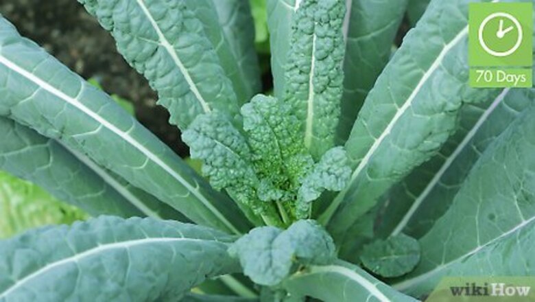 How to Pick Kale