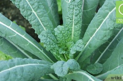 How to Pick Kale