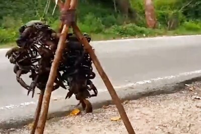In Karnataka's Krishnarajanagara, Fishermen Sell Black Crabs In Rainy Season