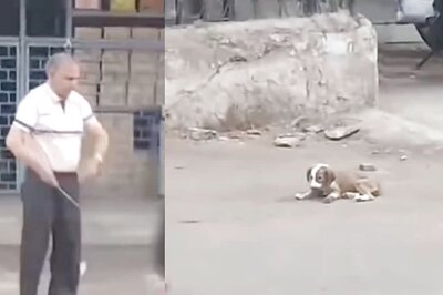 Pune Man Beats Puppy With Iron Rod, Police Complaint Filed