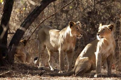 Asiatic Lions Census in Gir Wildlife Sanctuary Deferred Due to Lockdown