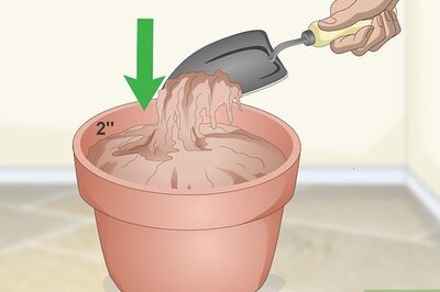How to Make a Grass Pot for Cats