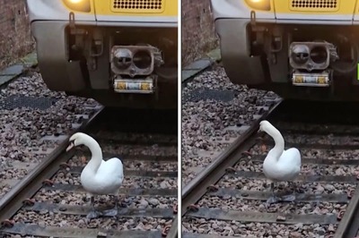 Watch: Royal Swan, Owned By The King, Blocks Train Tracks In London