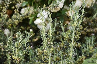 How to Cut Fresh Rosemary