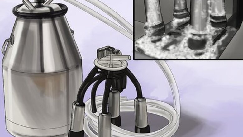 How to Milk a Cow With a Milking Machine