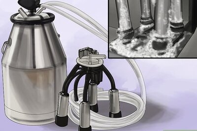 How to Milk a Cow With a Milking Machine