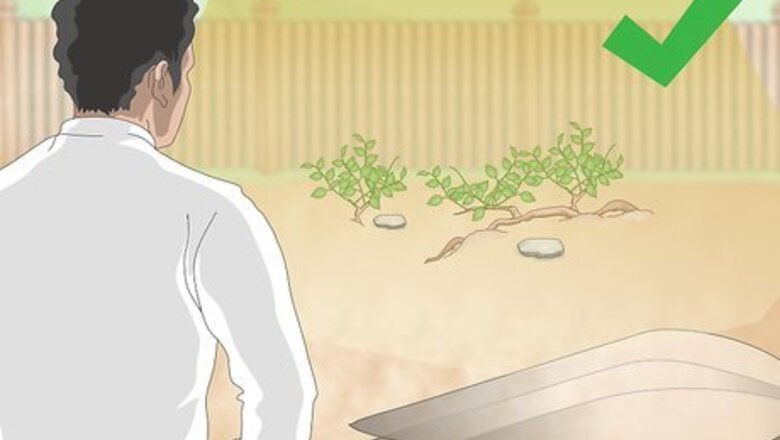 How to Kill Prostrate Spurge