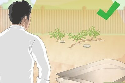 How to Kill Prostrate Spurge