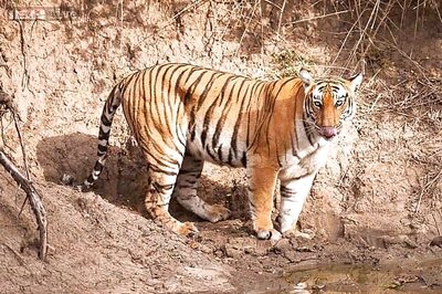 Karnataka forests bound to have more tiger trobule next year