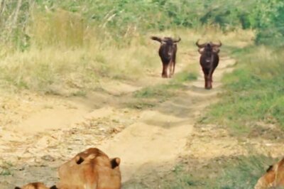 Watch: In Phinda Private Game Reserve, Lionesses Trap Wildebeest With Their Unique Plan