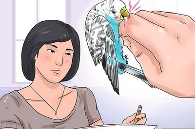 How to Stop a Budgie from Biting