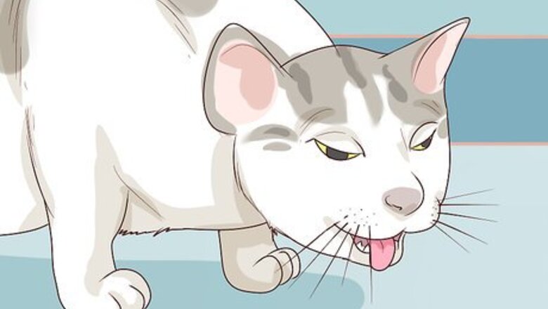 How to Diagnose and Treat Pyothorax in Cats