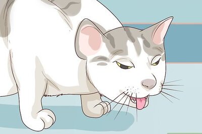 How to Diagnose and Treat Pyothorax in Cats