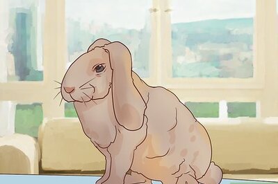 How to Deal with a Sick Rabbit