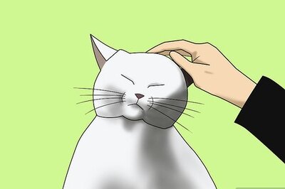 How to Get Affection