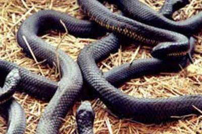 Deputy marshal of Orissa assembly bitten by a snake