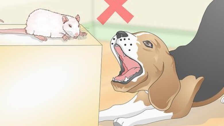 How to Keep Pet Rats Safe Around Other Pets