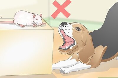 How to Keep Pet Rats Safe Around Other Pets
