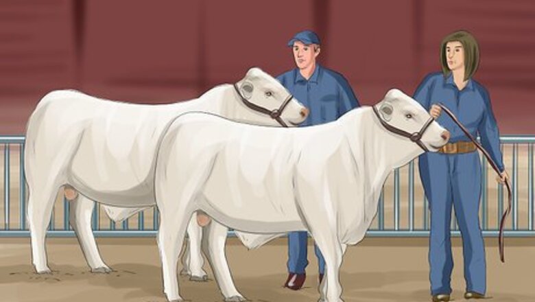 How to Buy Cattle at an Auction