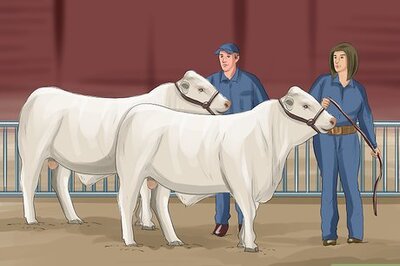 How to Buy Cattle at an Auction