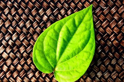 Refreshing Paan Shot Drink this Summer to Soak in Benefits of Betel Leaves
