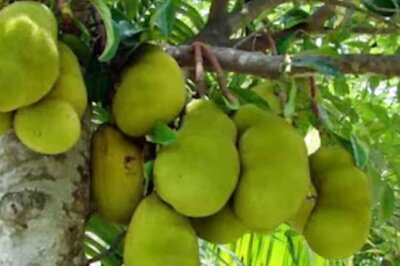 When This Jackfruit Tree, Now Enshrined At A Temple, Saved The King Of Travancore