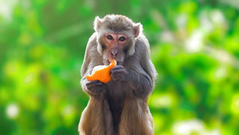 Delhi HC Asks Lawyers, Staff, Litigants Not to Feed Monkeys in Court Premises