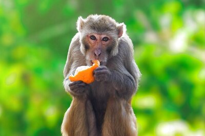 Delhi HC Asks Lawyers, Staff, Litigants Not to Feed Monkeys in Court Premises
