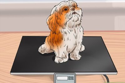 A Veterinarian-Approved Guide to Feeding Your Shih Tzu
