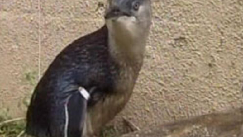 70 penguins found dead in Argentina