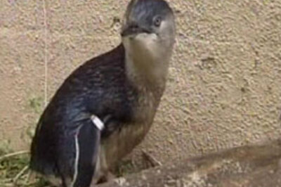 70 penguins found dead in Argentina