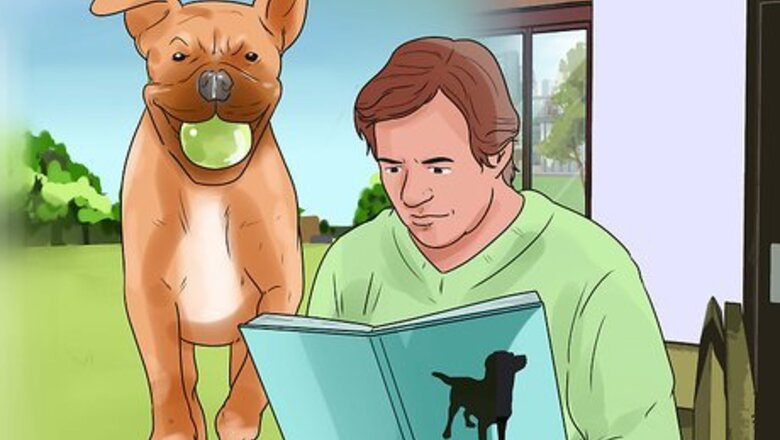 How to Train a Boxer Dog