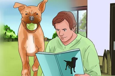 How to Train a Boxer Dog