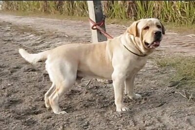 Labrador Worth Six Lakhs Found Dead; Ex-Owner Accused Of Murder