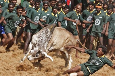 JalliKattu Plea Rejected by SC, Tamil Nadu Govt Seeks Centre's Help