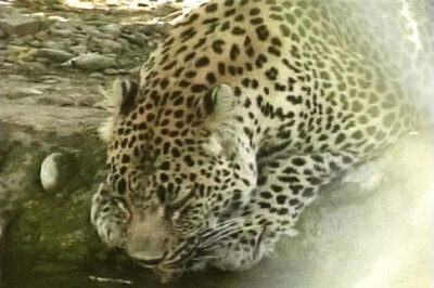 Speeding vehicle runs over leopard in Dehra Dun