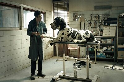 Four-legged Cast Of 'Dogman' Win The Palm Dog At Cannes