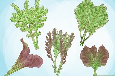 How to Grow Mustard Greens
