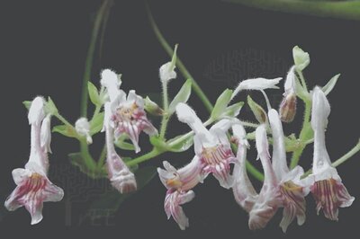 IISER Bhopal Scientists Discover New Species of the African Violet Plant in Mizoram