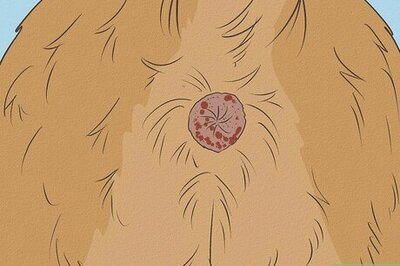 How to Help a Dog with an Itchy Anus