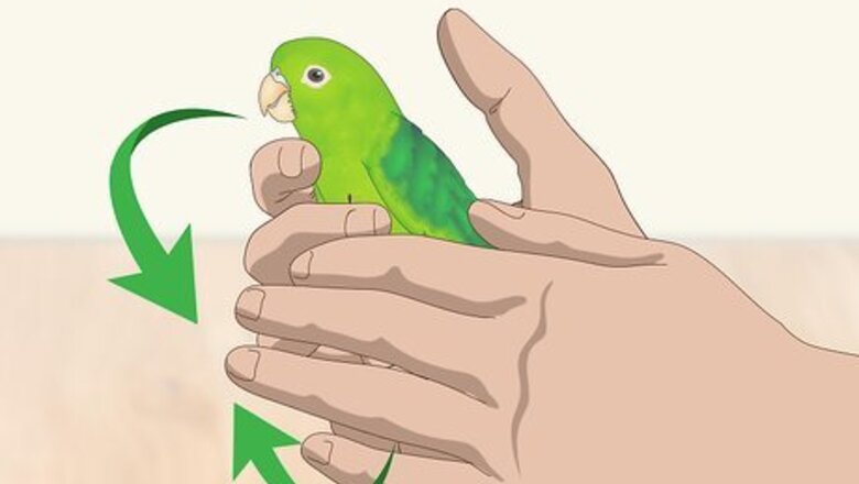 How to Interact with Your Parrotlet