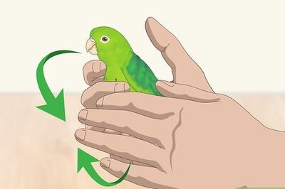 How to Interact with Your Parrotlet