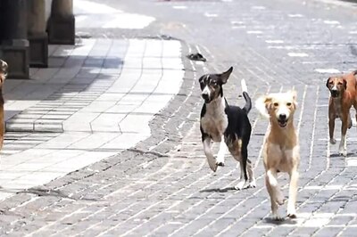 Telangana: Man Guns Down 20 Stray Dogs, Eyewitnesses Say Killer Came In Car