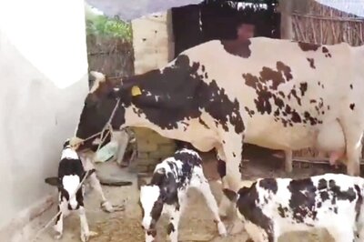 'Declare Cow as Mother of Nation', Demands Cow Vigilante Outfit